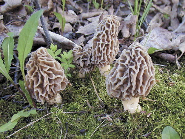Morel Mushroom Growing Image