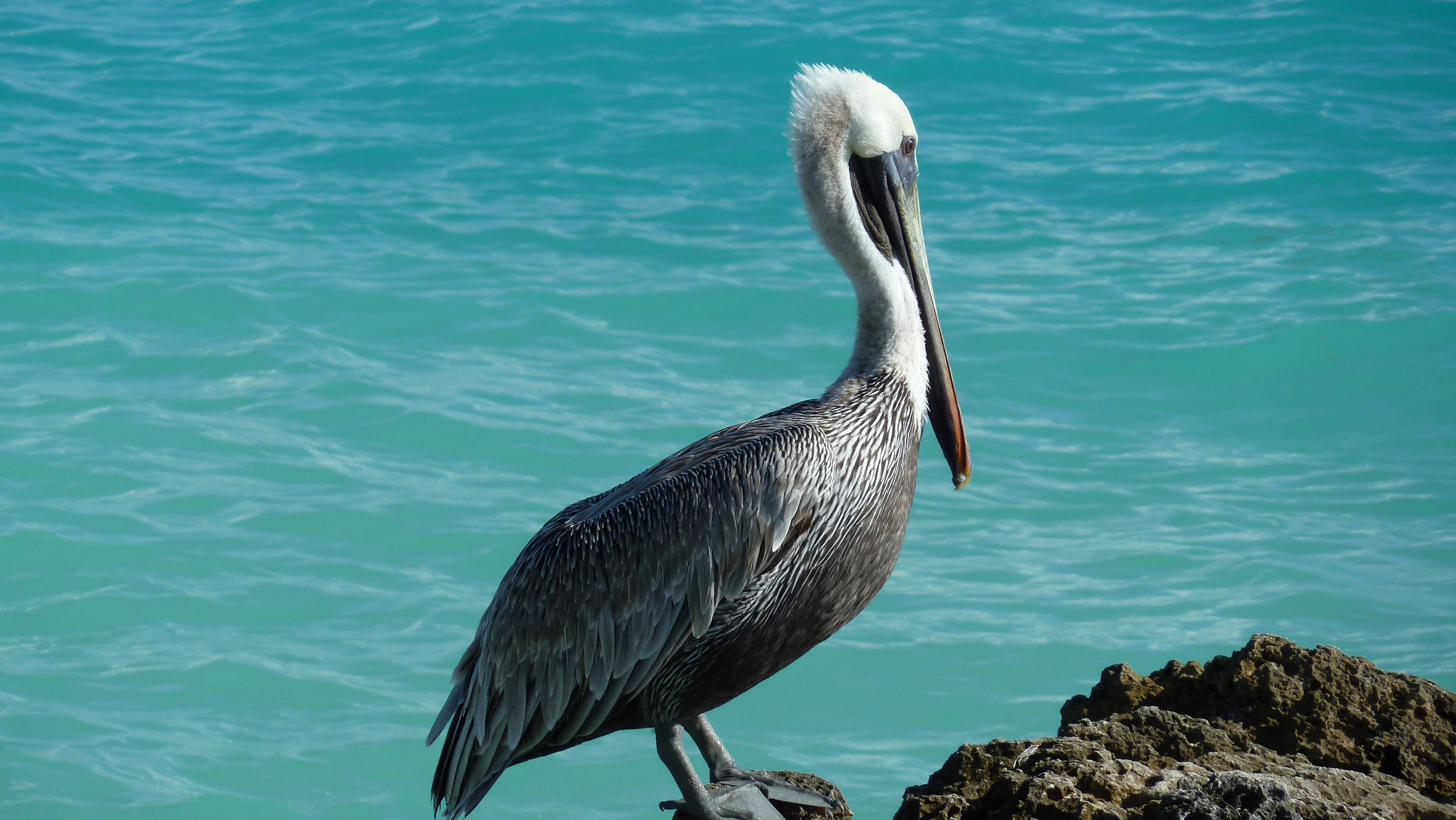 Animal Pelican Wallpaper