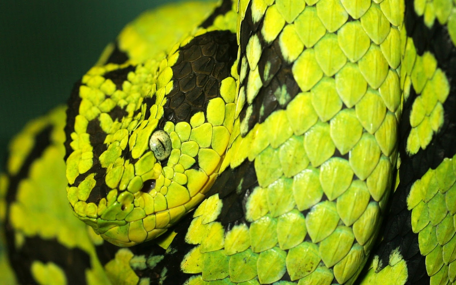 Top Desktop Snake Wallpaper HD Snakes Green Jpg