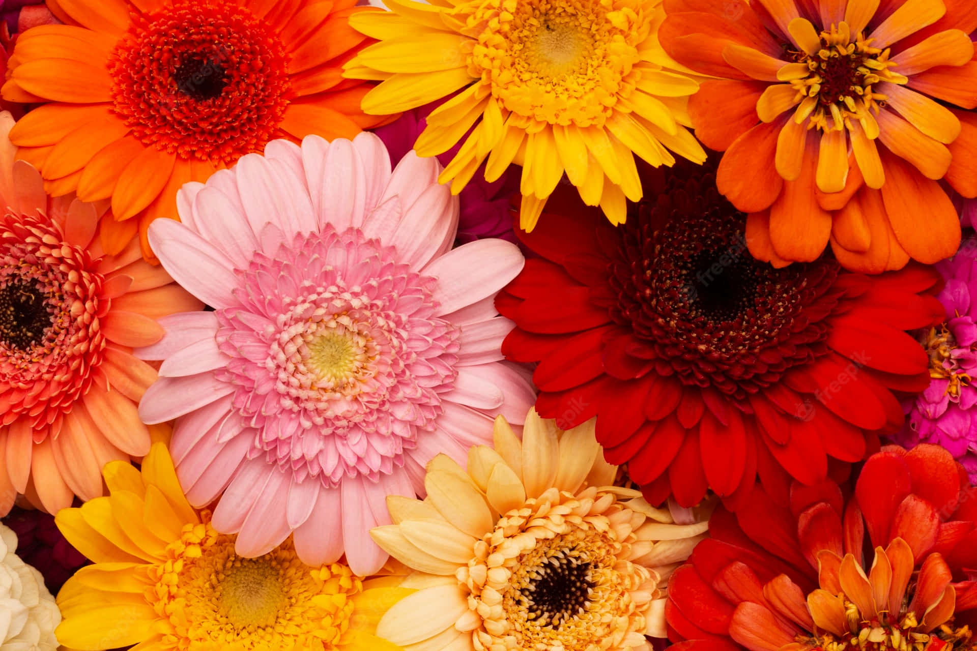 Wildflowers V03rvsvw734iogjn Wallpaper