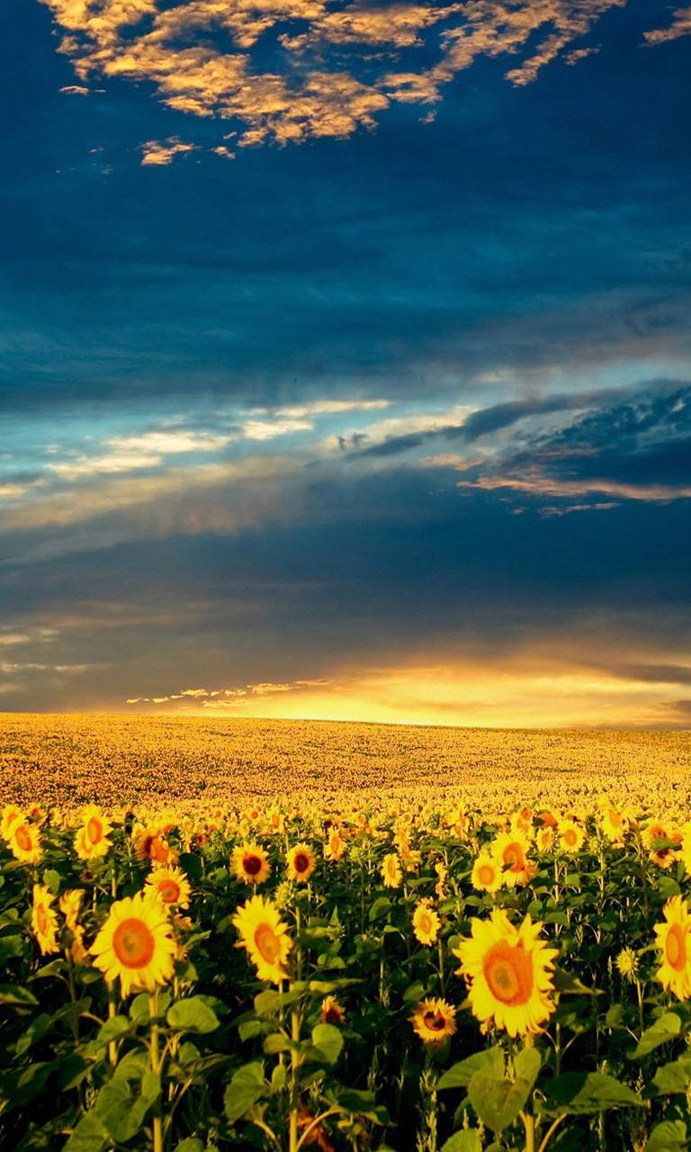 Sunflowers Lumia Wallpaper