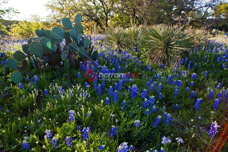 Texas Bluebons Spring Desktop Wallpaper