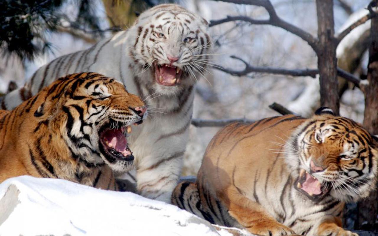 Bengal Tigers In Winter HD Desktop Wallpaper