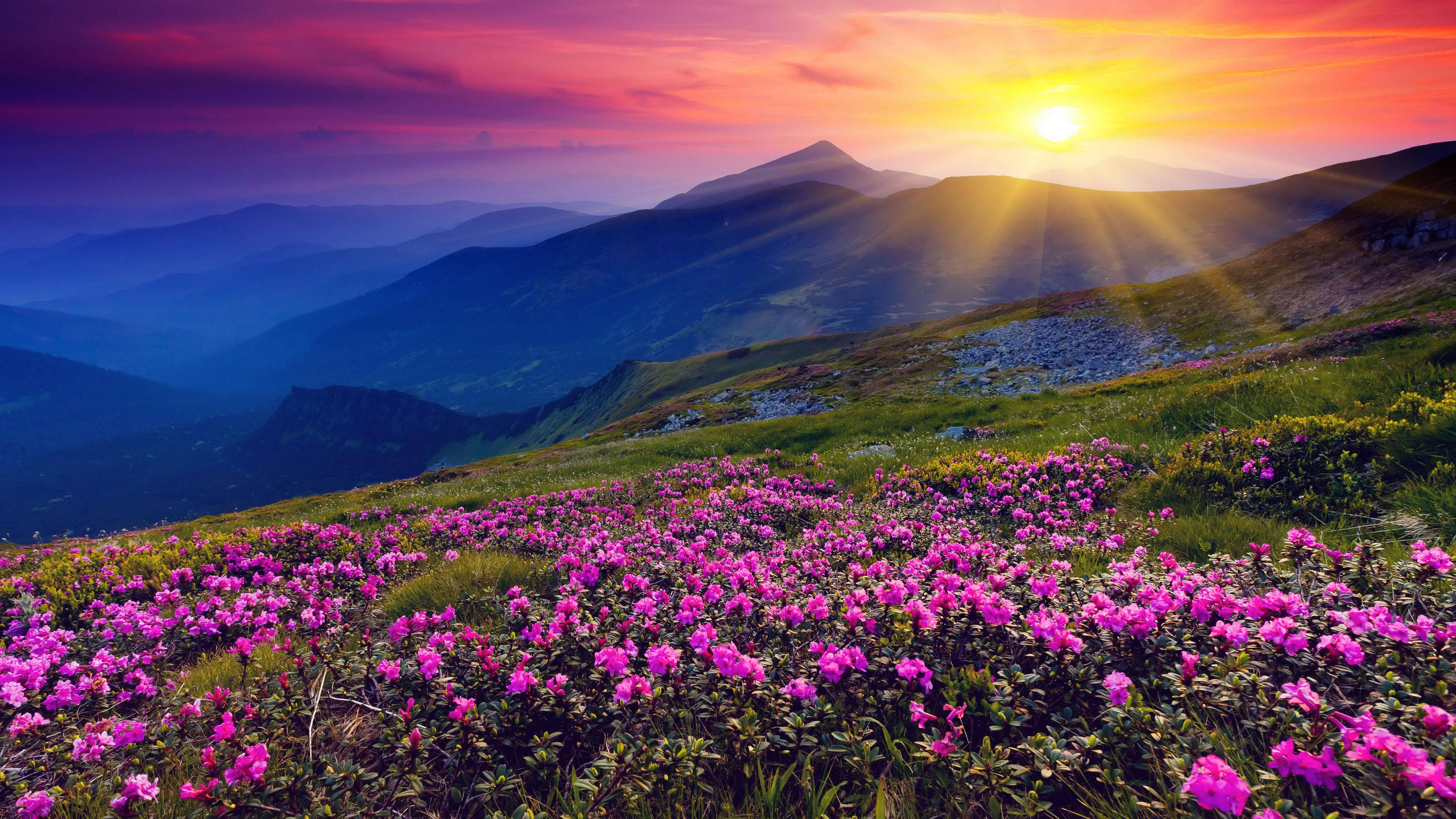Pink Flowers Field Hill Wallpaper