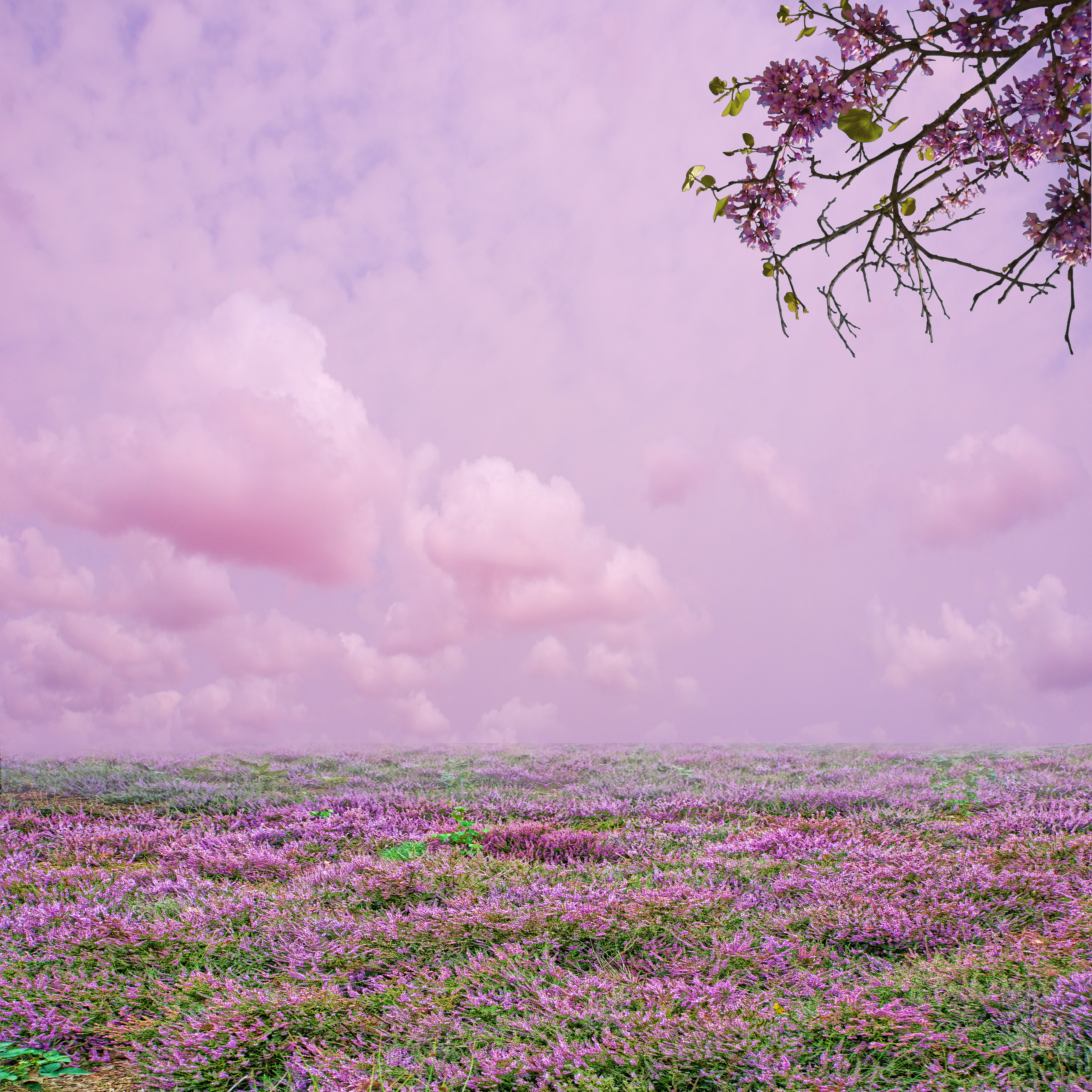 Heather Premade Background By Evelivesey