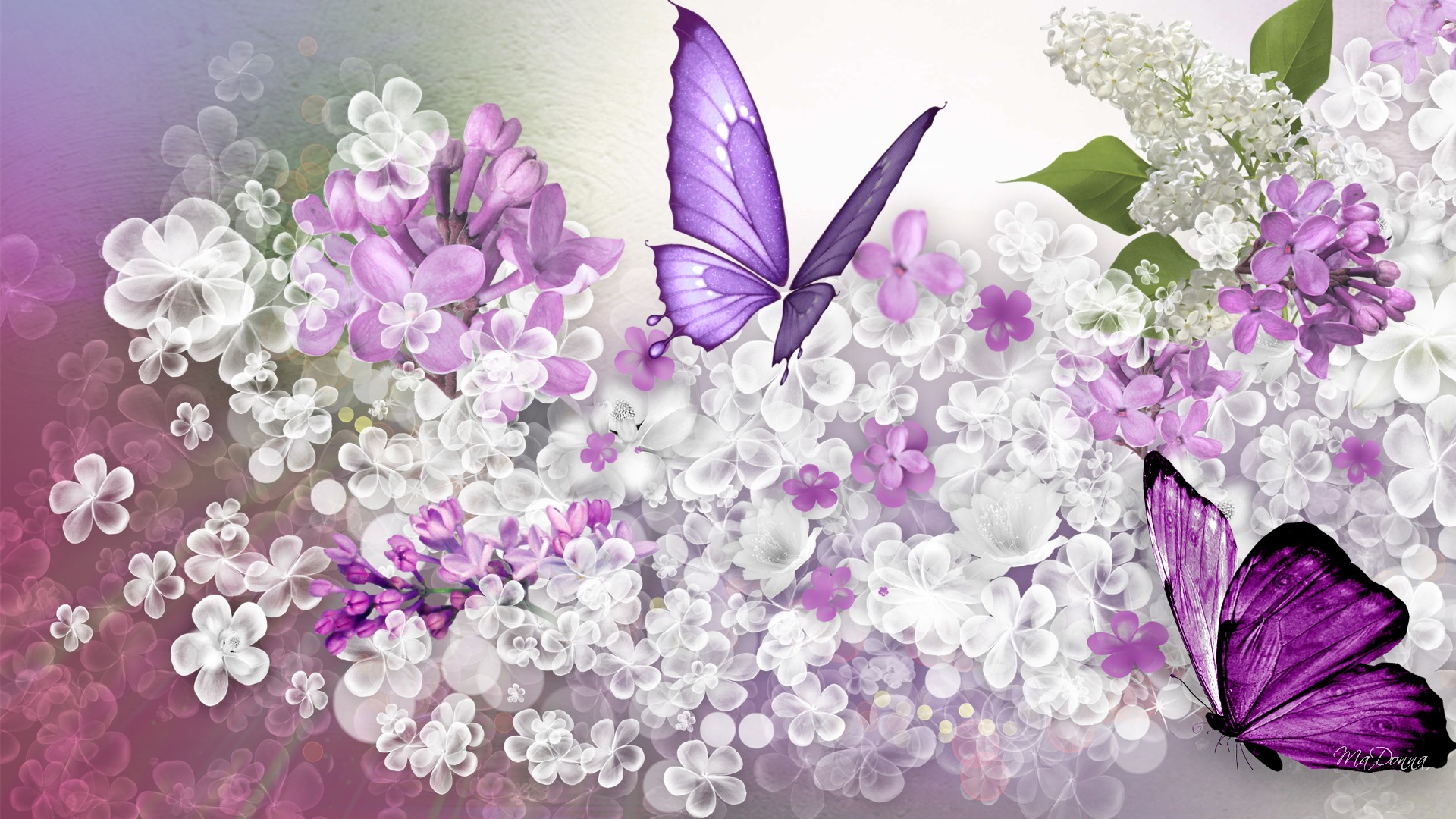Lilac Flowers Windows Theme And Pictures All For