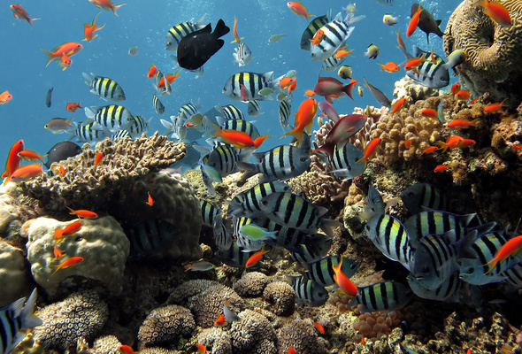 Wallpaper Underwater Coral Reef Fish Bubbles Desktop