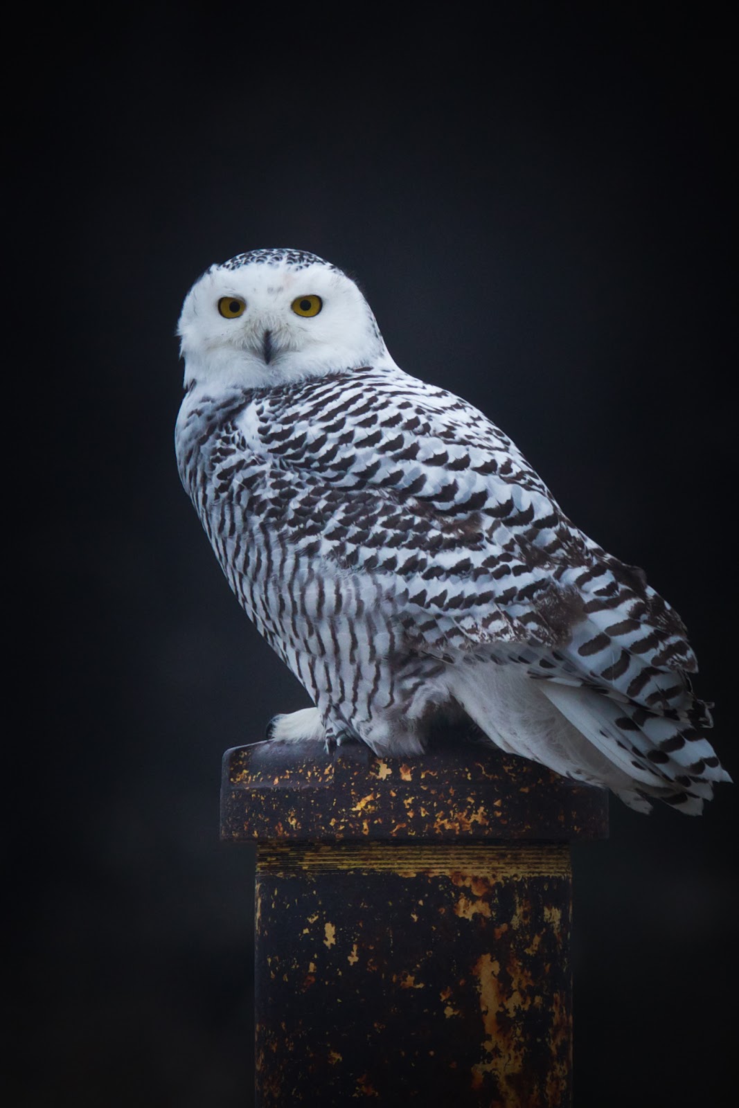 Snowy Owl Screensavers For Android Owls