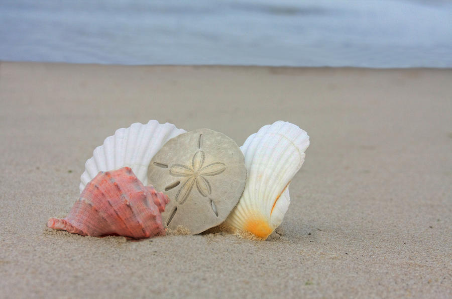 Sea Shells On Beach Seashells The
