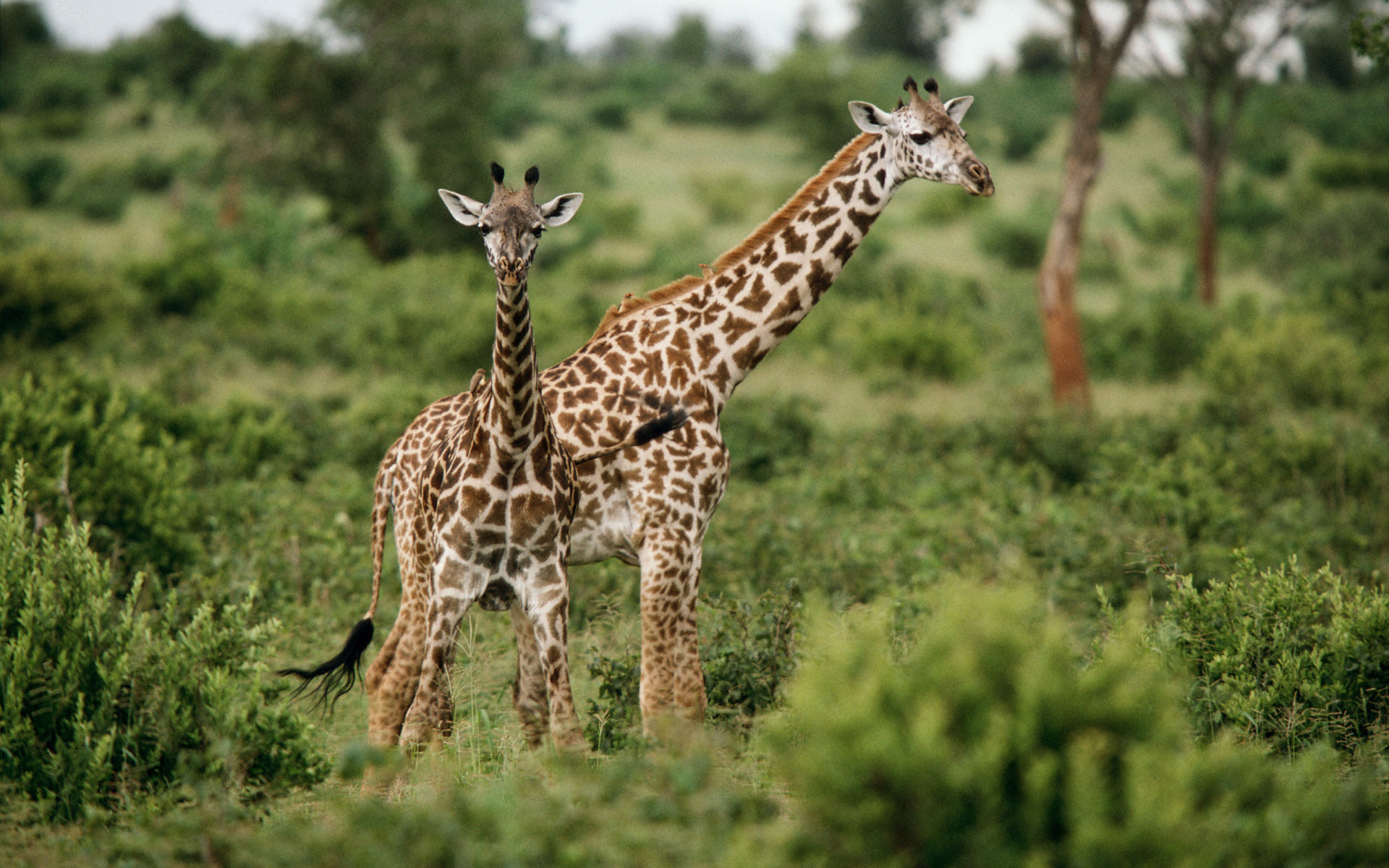 African Wildlife Desktop Wallpaper Wallpapersafari