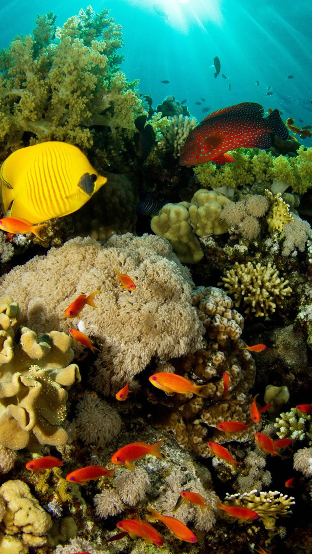Coral Reef Fish iPhone 5s Wallpaper iPad