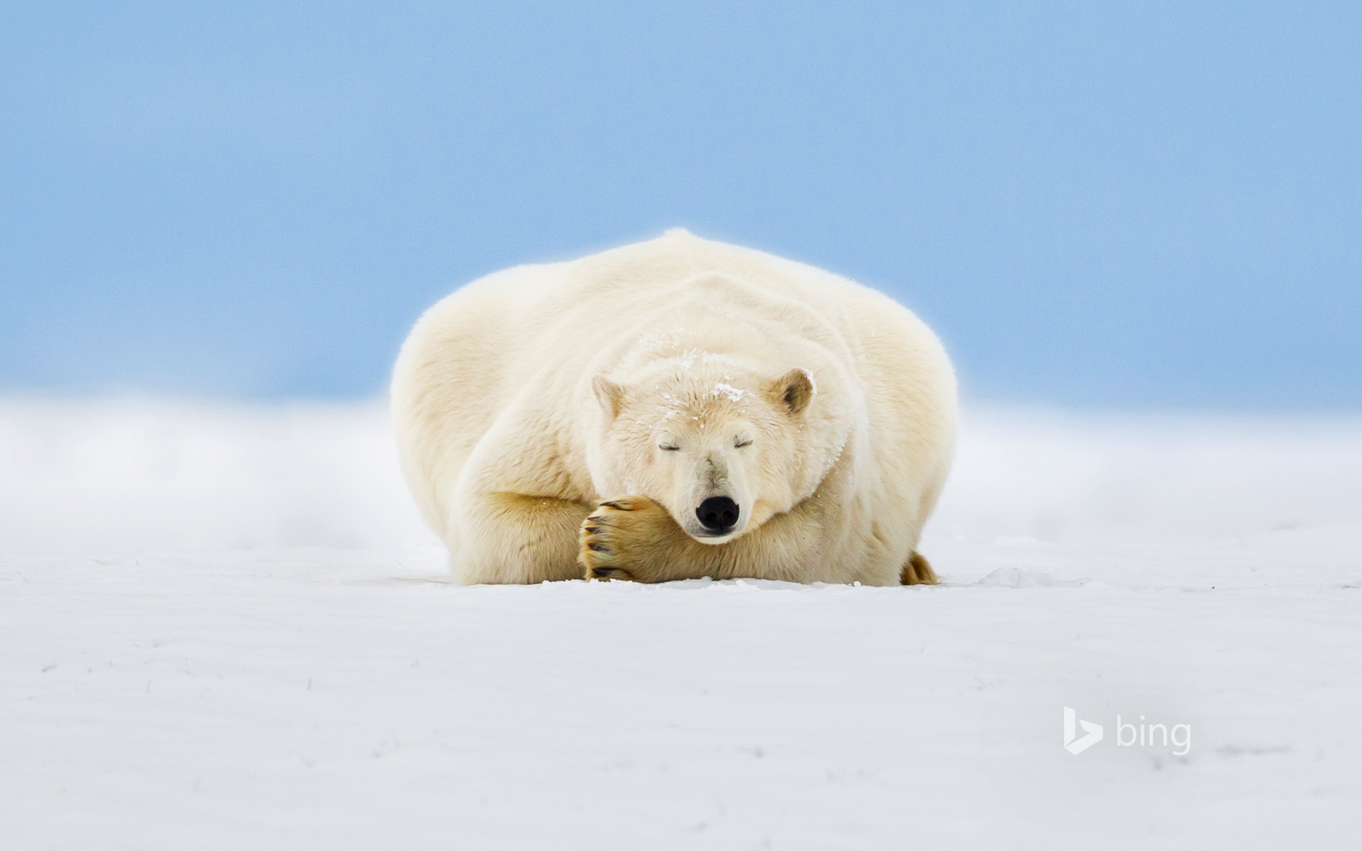 Urso Polar Parece Descansar Em Ilha No Ref Gio Da Vida Selvagem