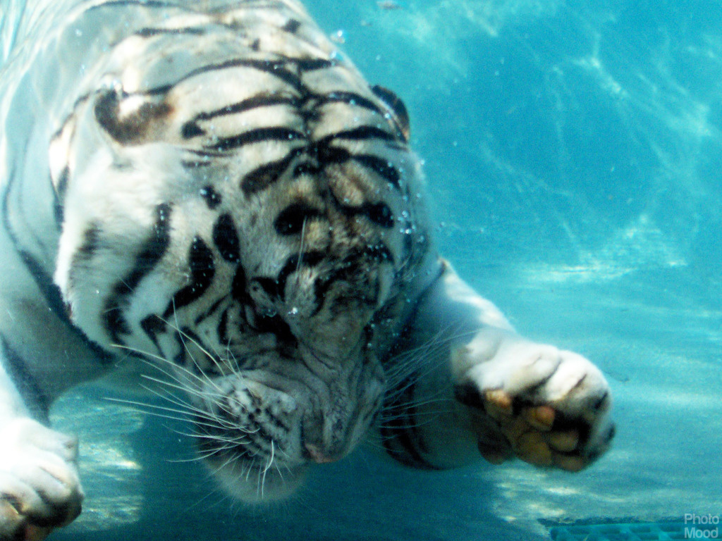 Tiger In Water Wallpaper Driverlayer Search Engine
