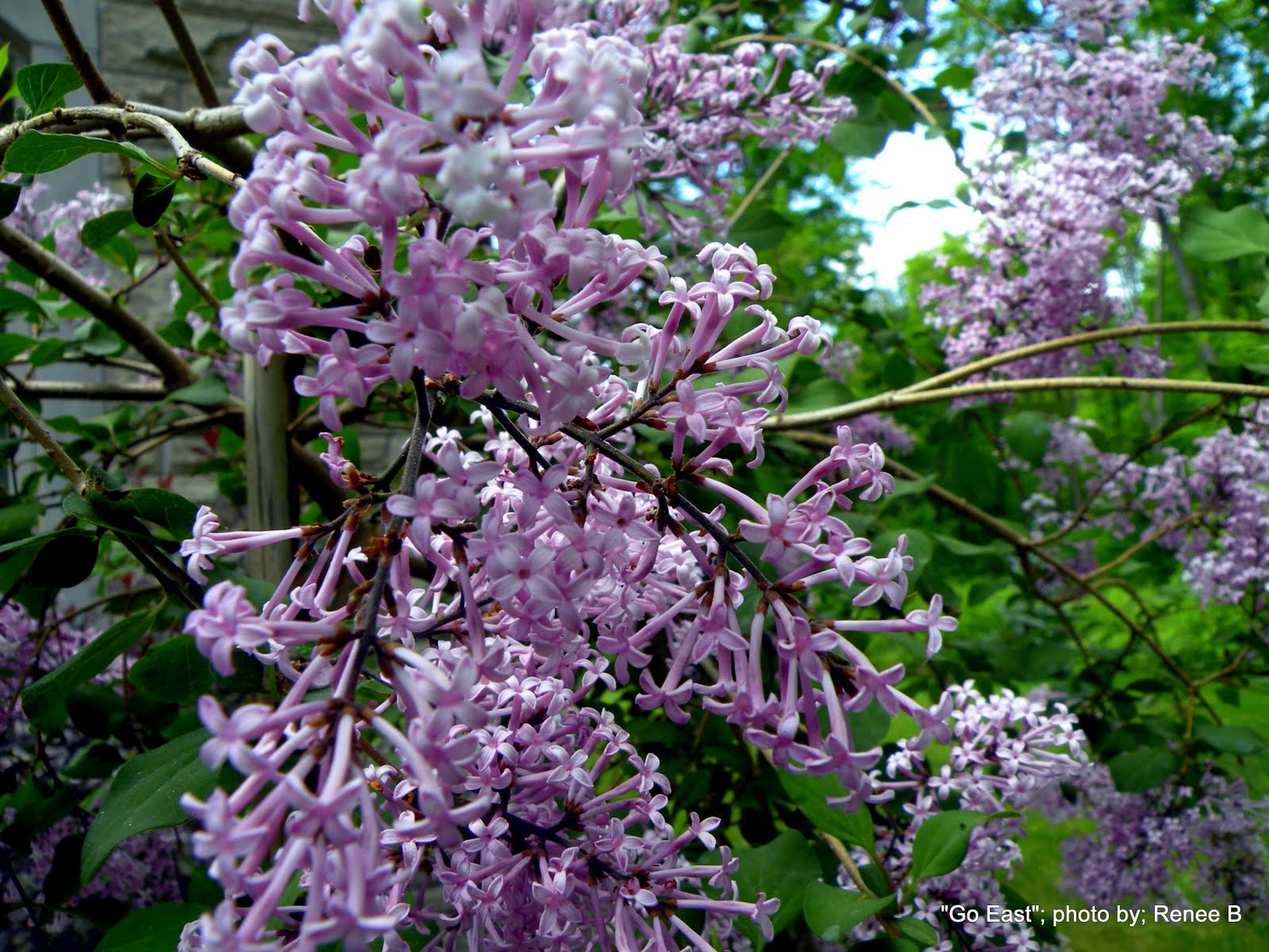 Lilac Tree Types Facts See Pictures