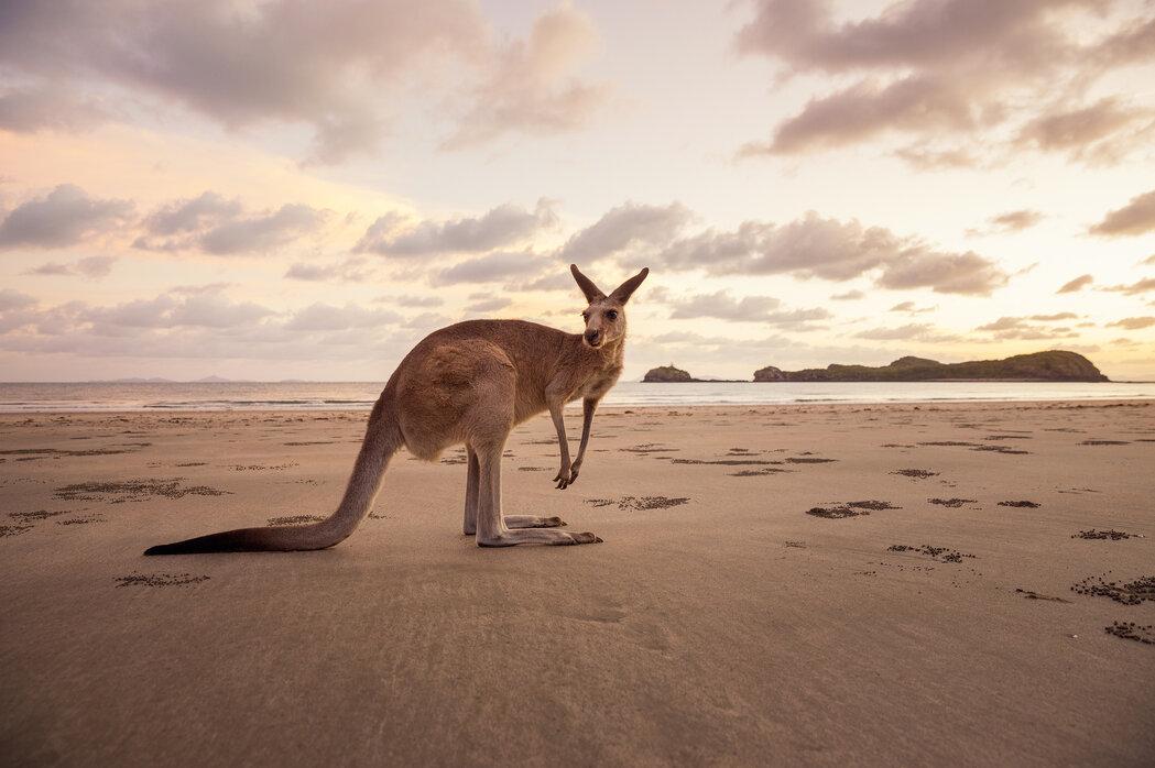 Kangaroo At The Australian Beach Wonderful Wall Mural Photowall