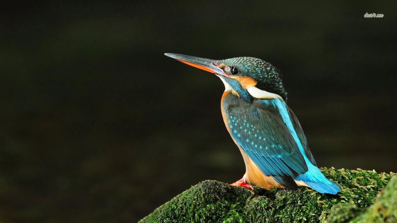 Kingfisher Wallpaper Animal