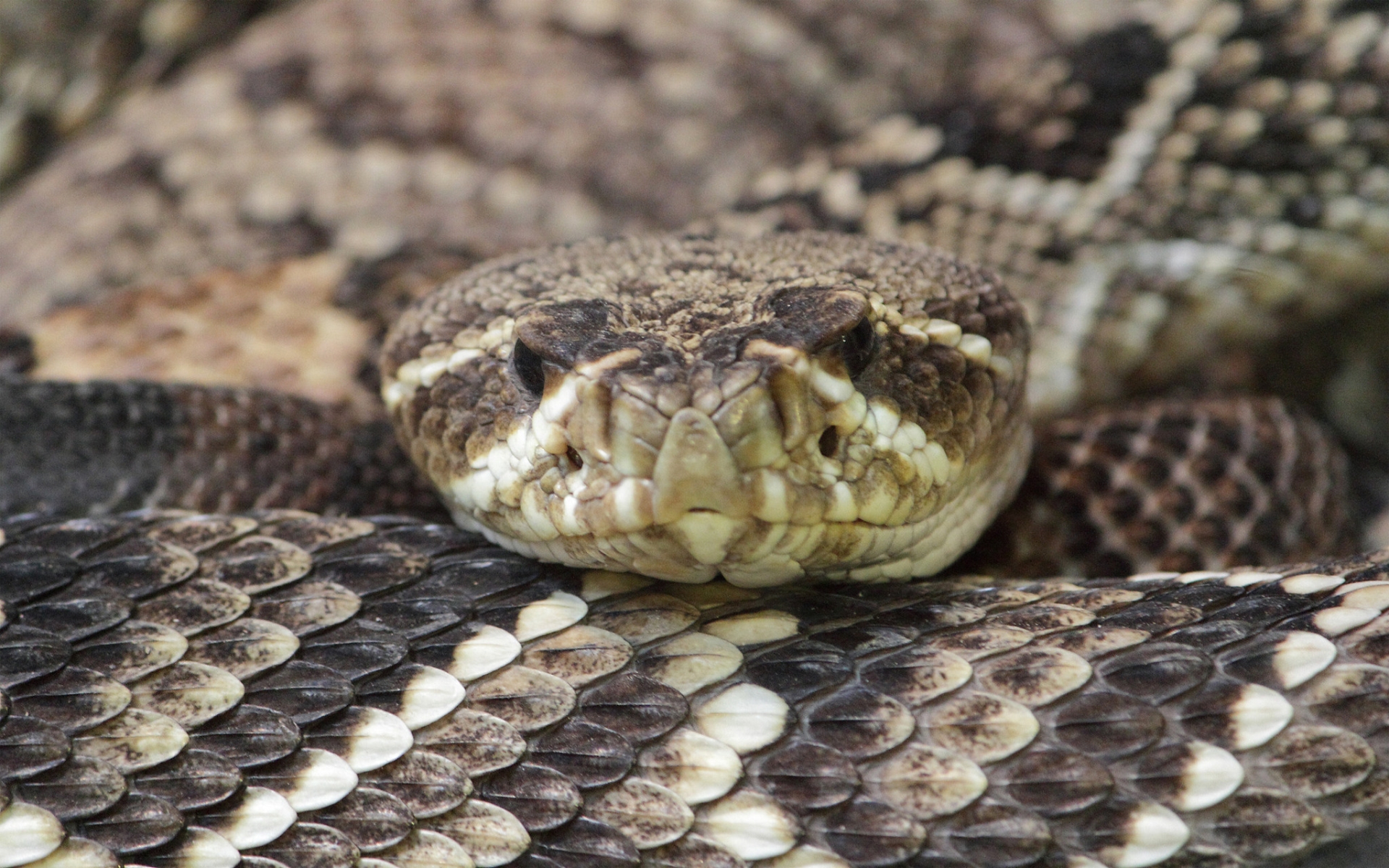 Eye To With Crotalus Adamanteus Full HD Wallpaper And