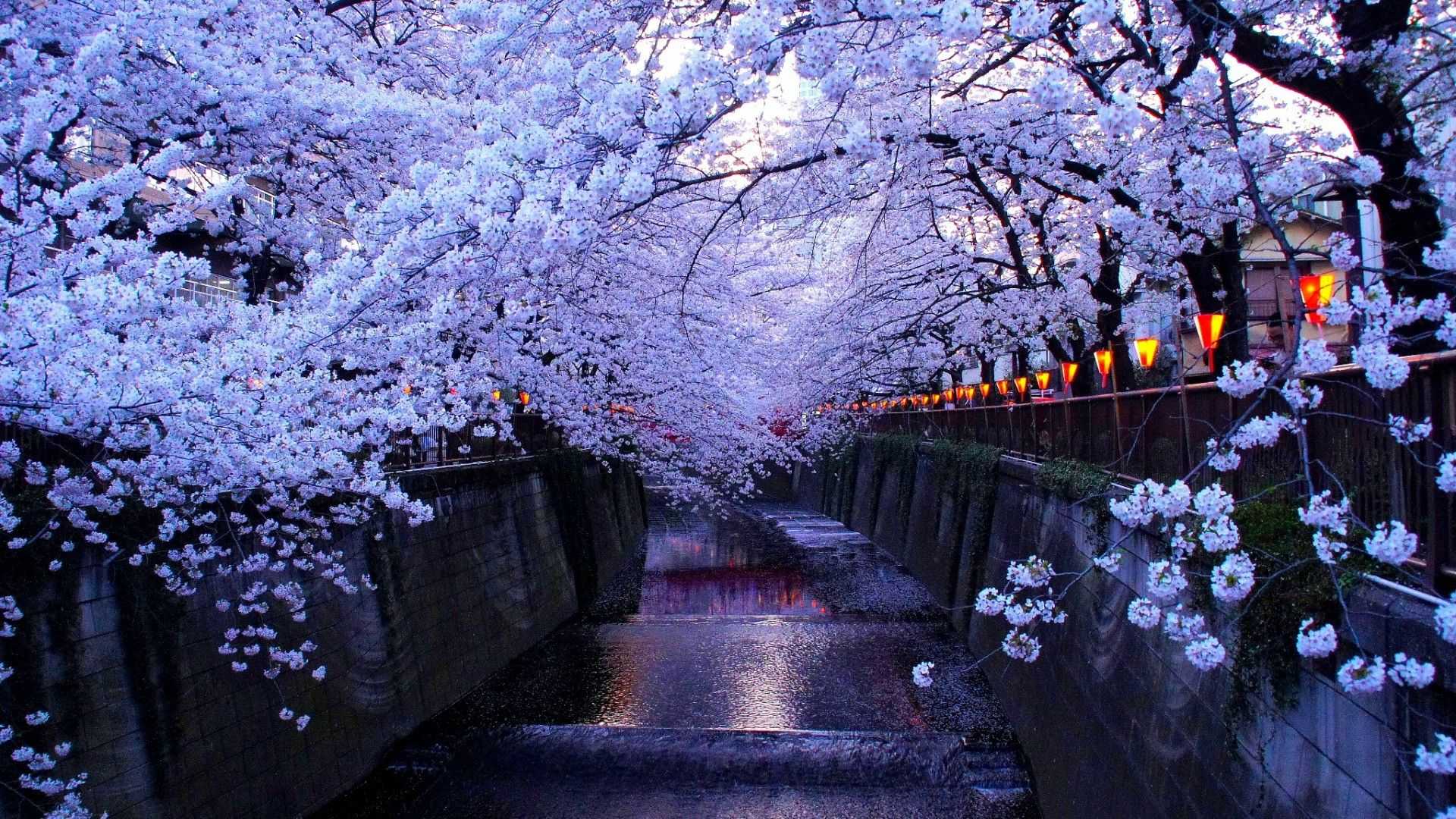 Computer Sakura Wallpaper