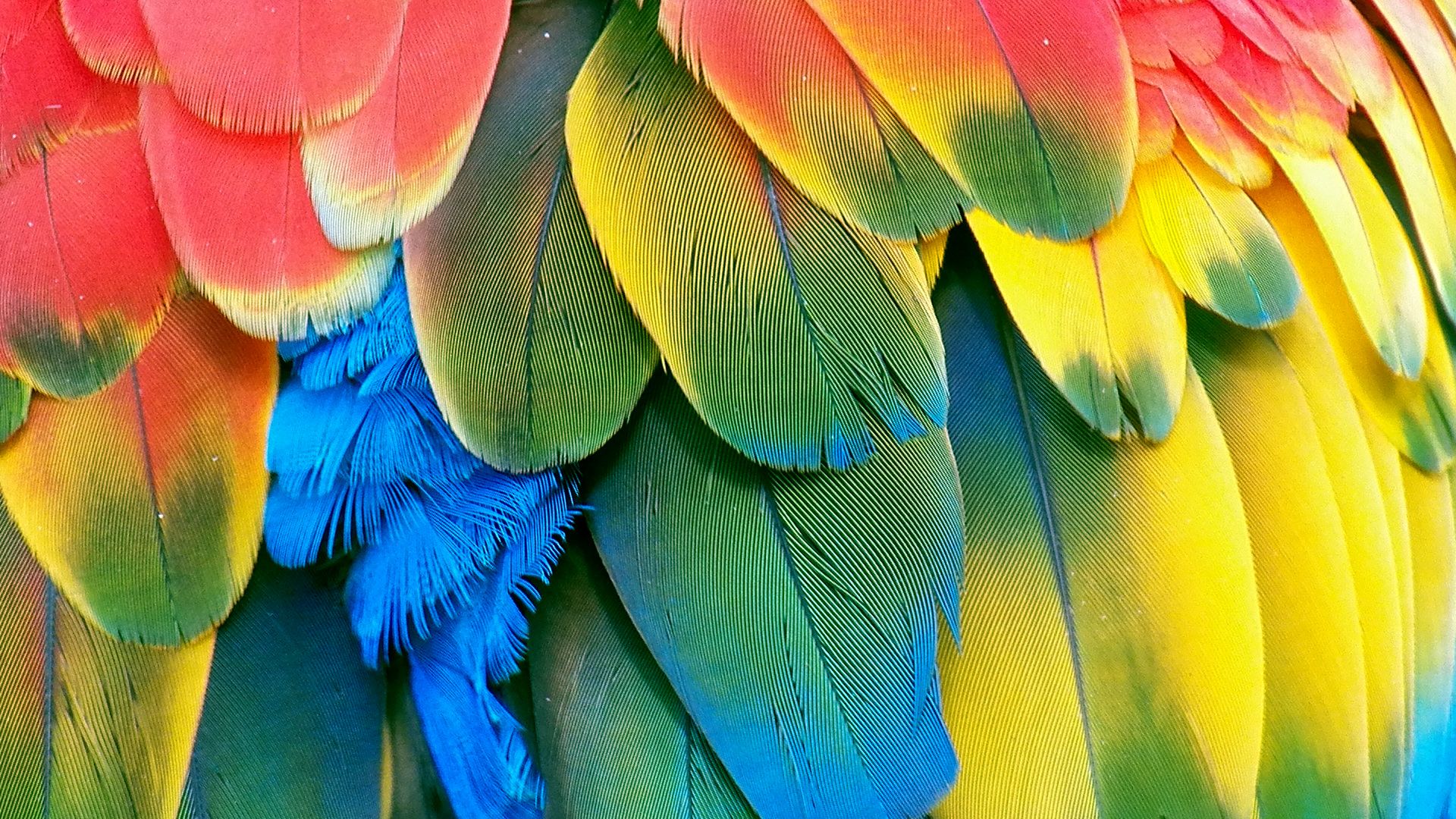 Scarlet Macaw Feathers Weird Bird Lady Parrot Wallpaper