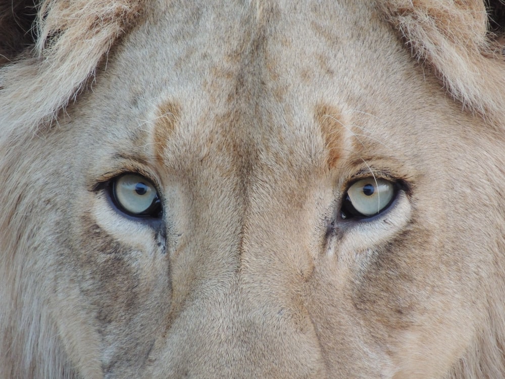 Lion Eyes Pictures Image