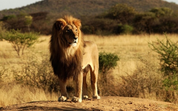 Attractive Lion Pictures