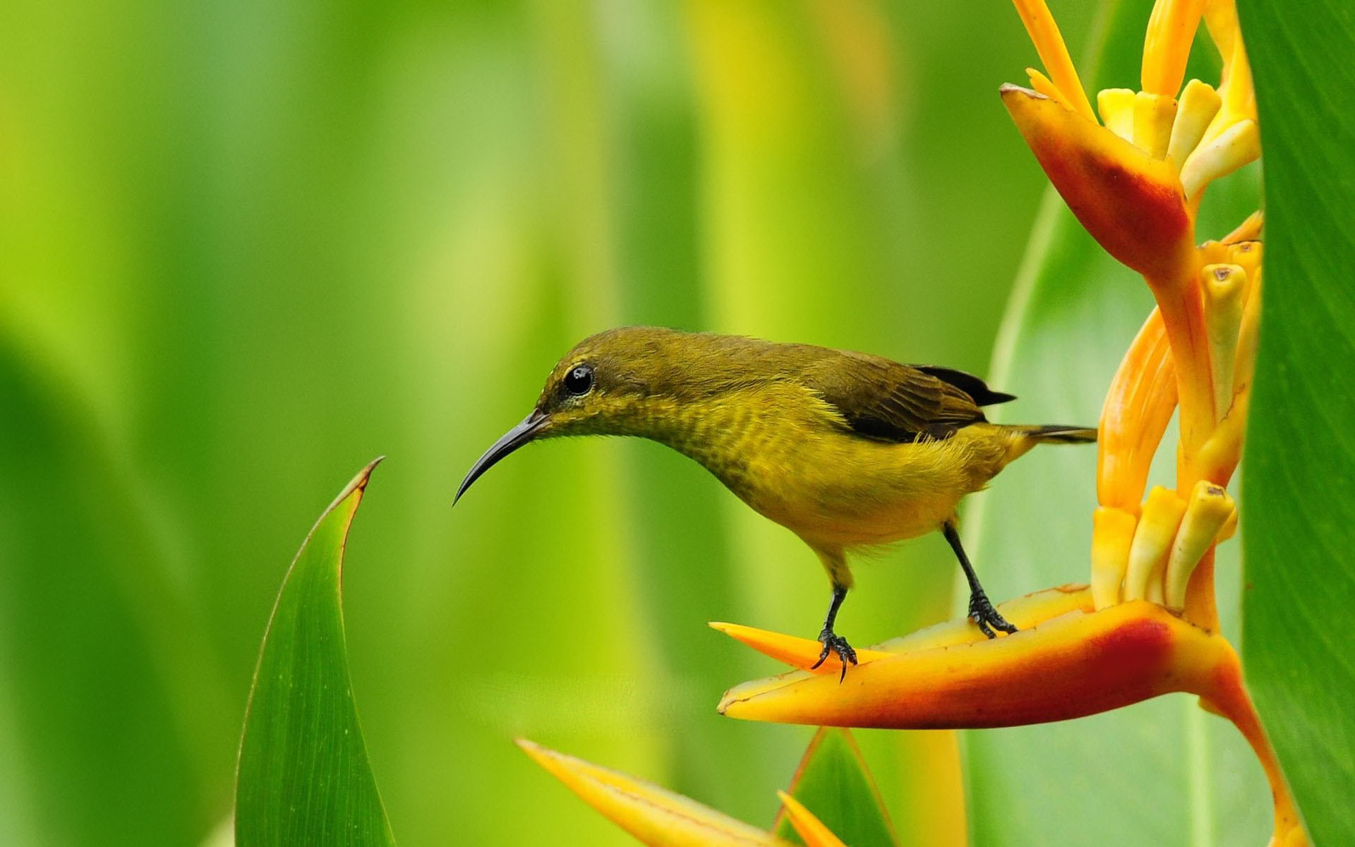 A vibrant yellow Olive-backed Sunbird perched on an orange Heliconia flower, with a blurred green background