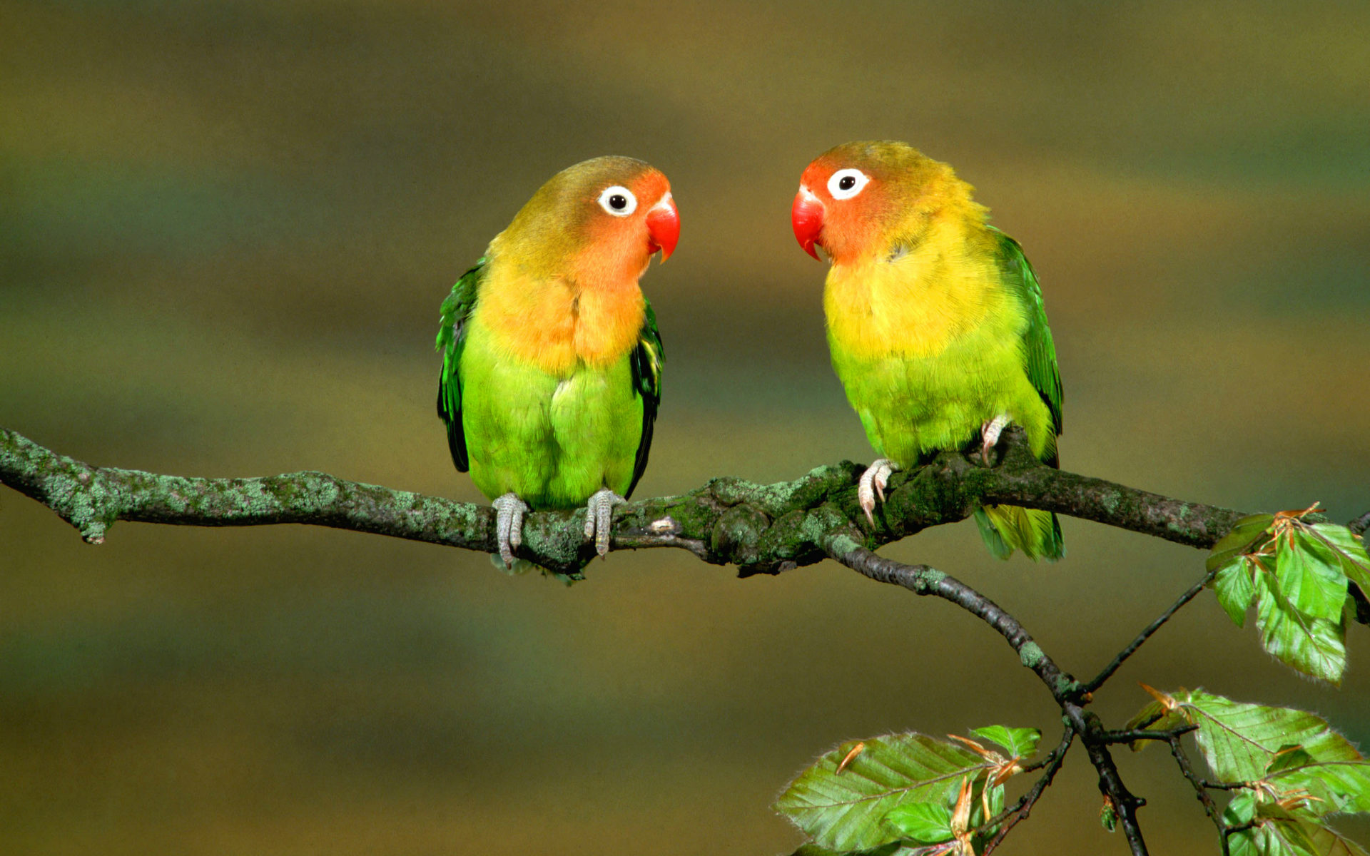 Most Beautiful Parrots 1080p Wallpaper Birds HD