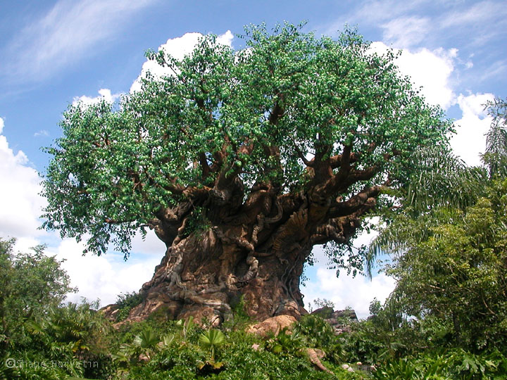 Tree Of Life Walt Disney World 818779 Jpg