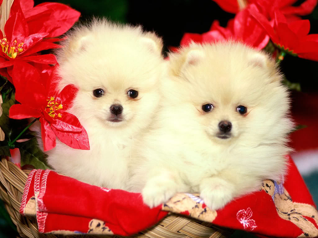 Cute Christmas Puppies Awesome Wallpaper