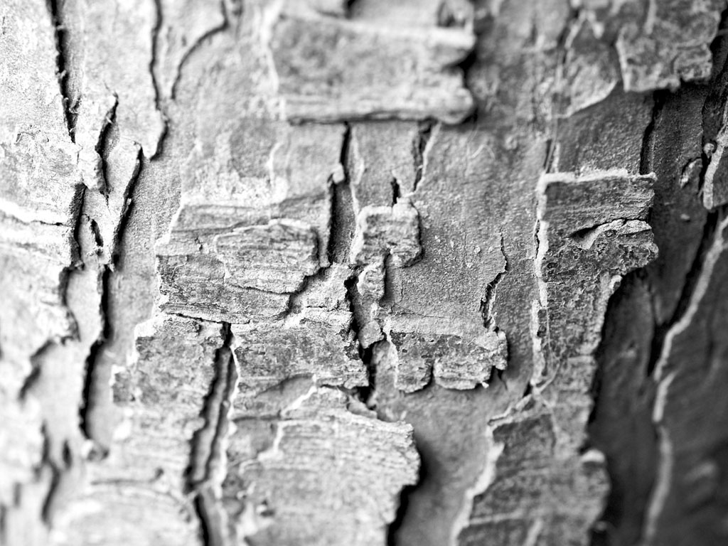 Tag Tree Bark Wallpaper Background Paos Image And Pictures For