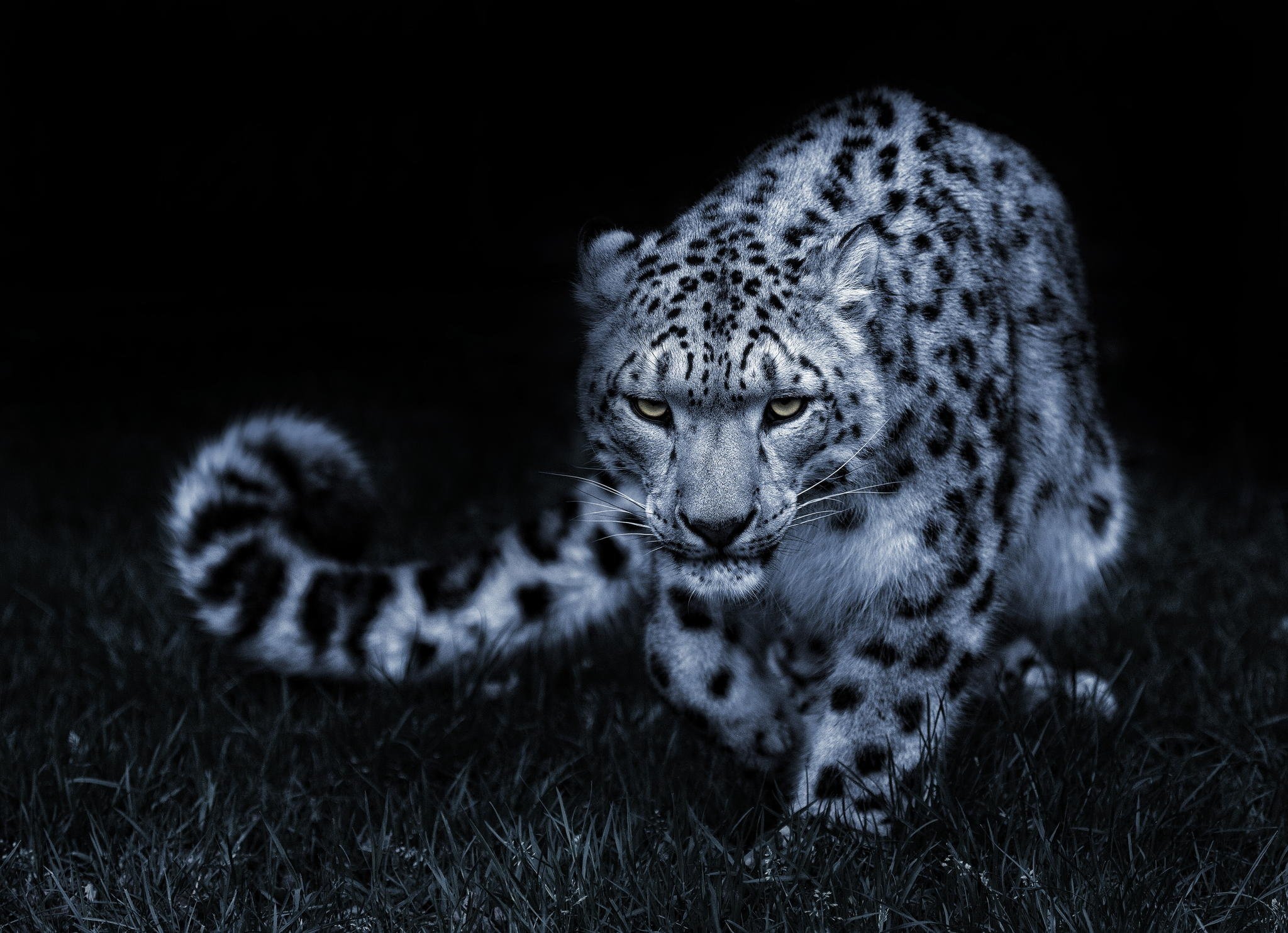 Snow Leopard Black And White Posture Eyes Cat Wallpaper Background
