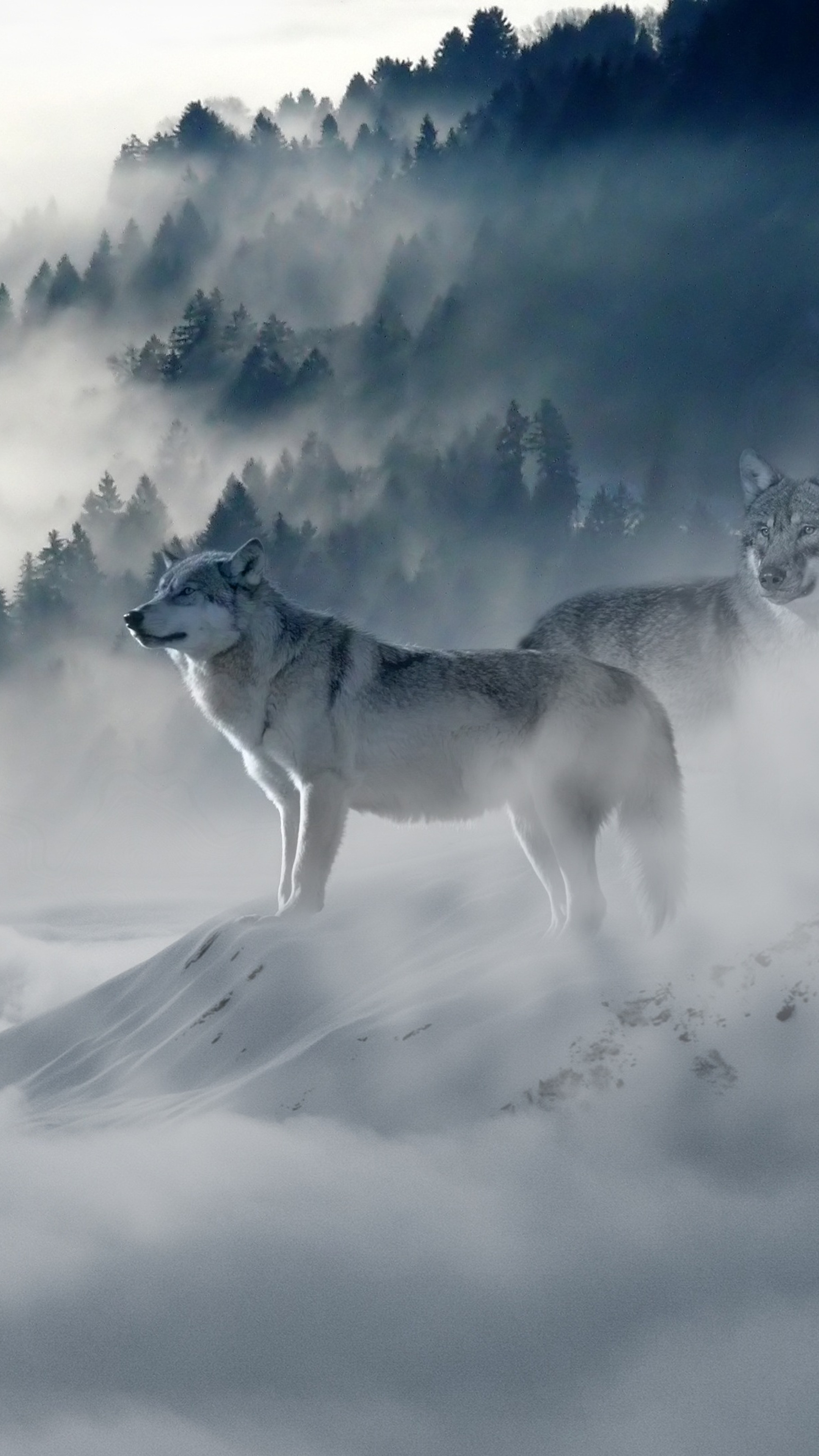 Two majestic grey wolves stand on a snow-covered mountain slope, with a misty forest in the background. This stunning 4K wallpaper captures the wild beauty of these apex predators in their natural habitat