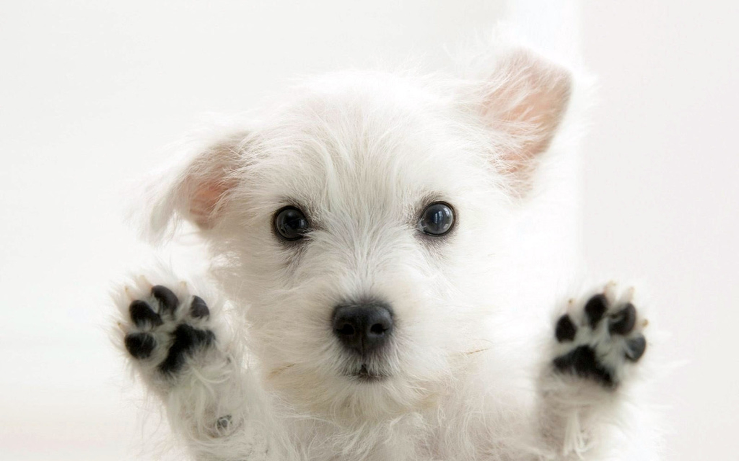Cute White Puppy HD Wallpaper
