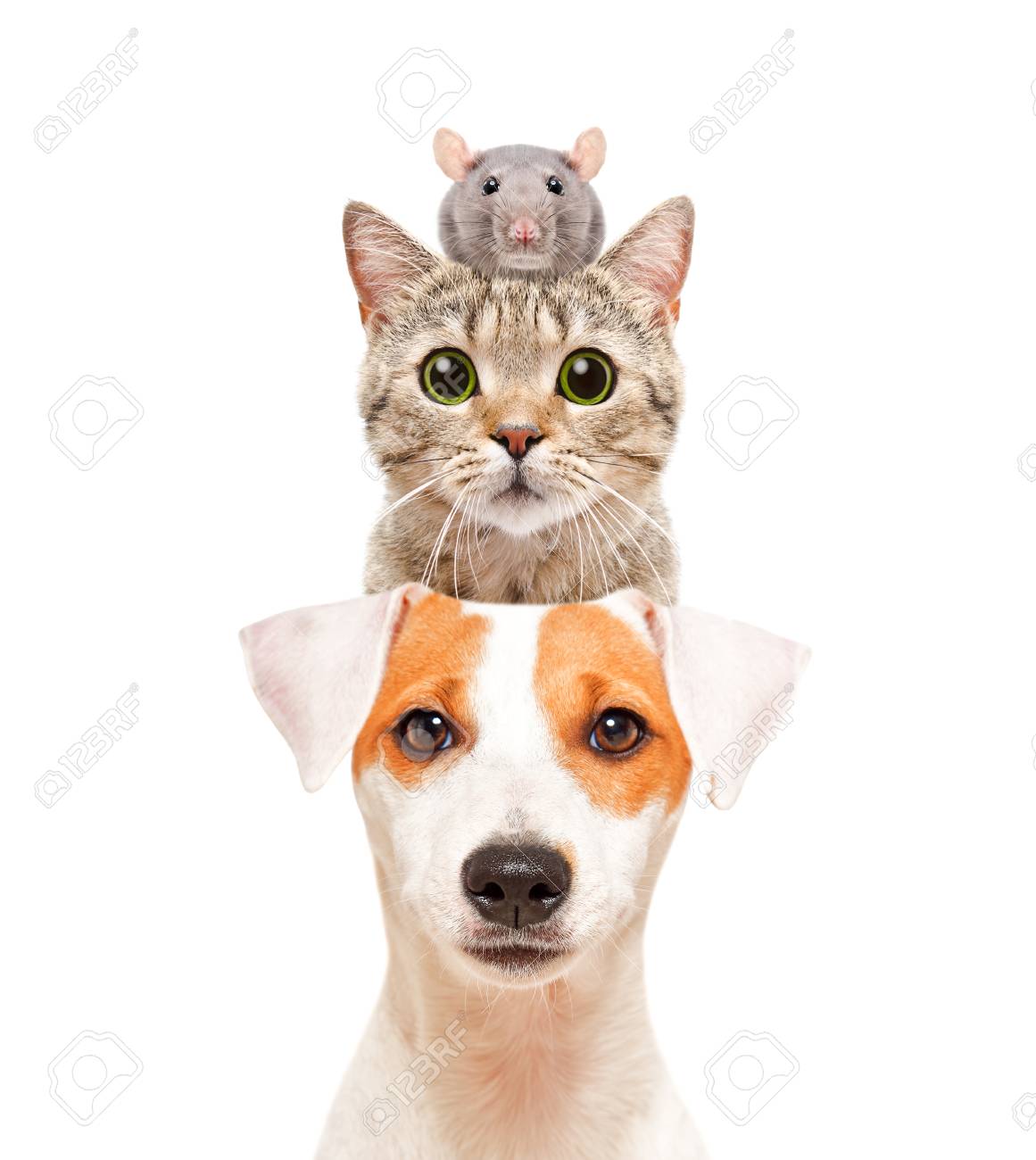 Funny Portrait Of Cute Pets Isolated On White Background Stock