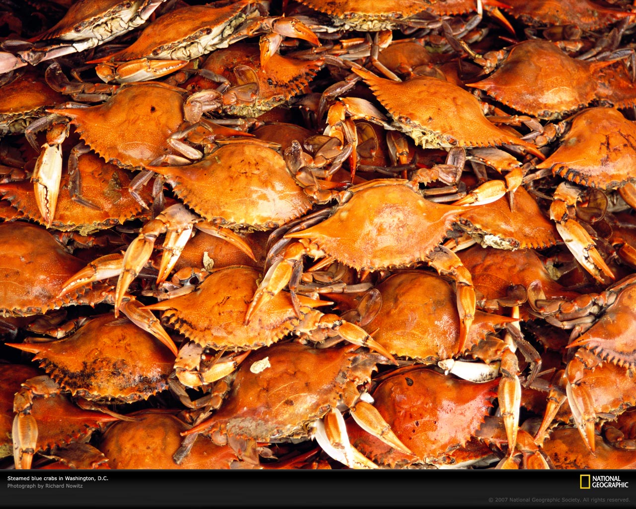 Blue Crabs Picture Photo Seafood Wallpaper National