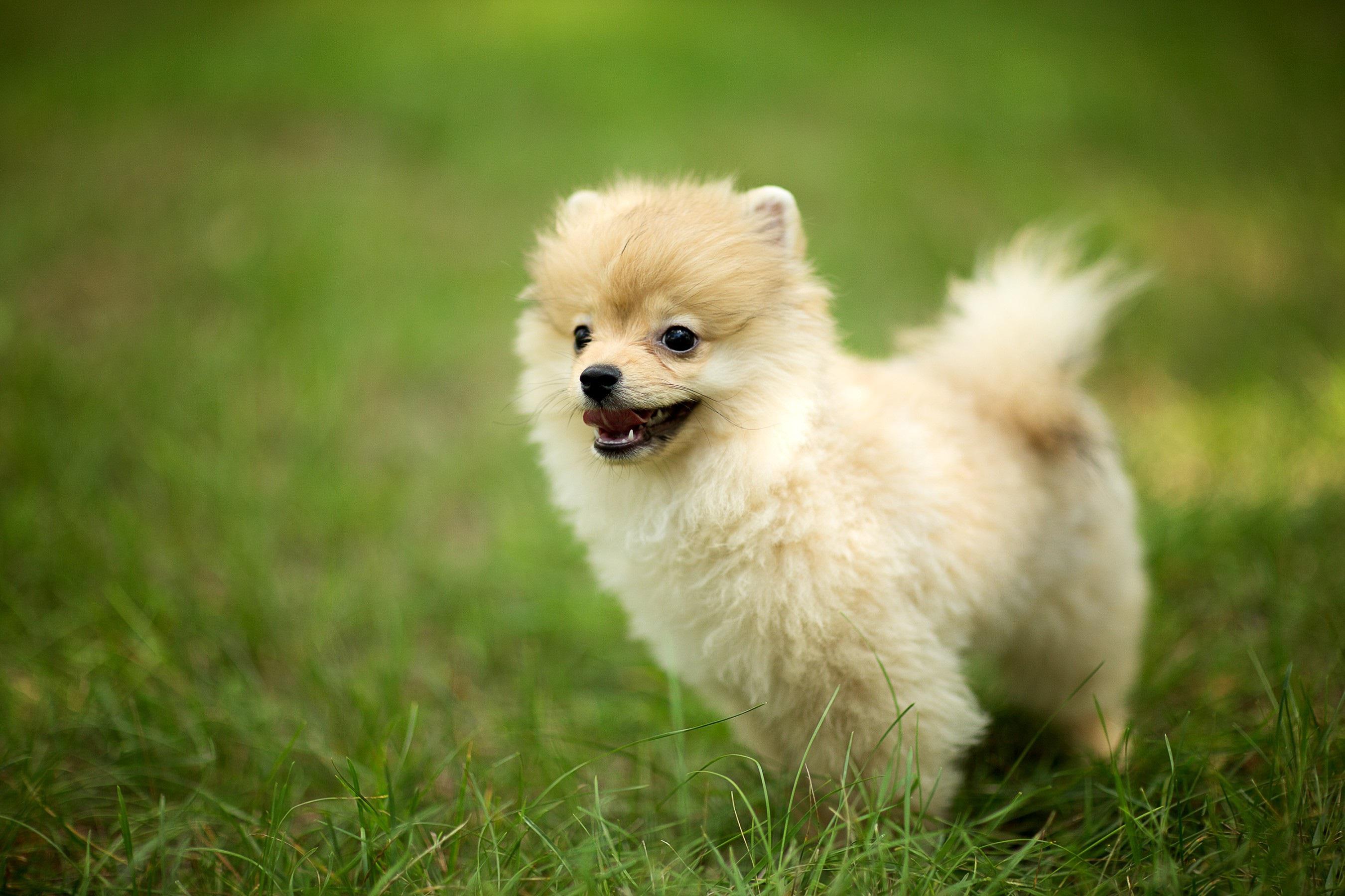 Pics Photos Cute Pomeranian Dog Wallpaper HD