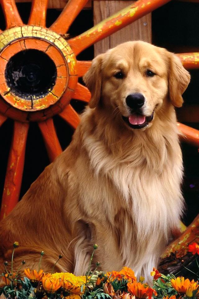 Golden Retriever Dog HD Wallpaper Animal