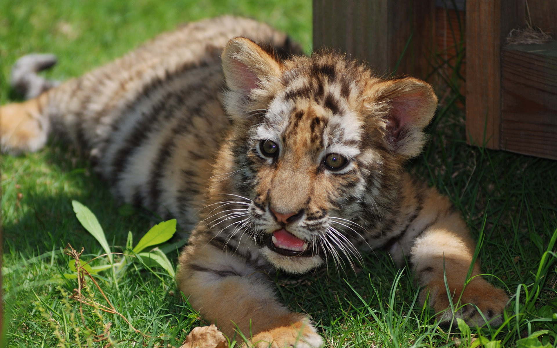 Tiger Cub Wallpaper And Image Pictures Photos