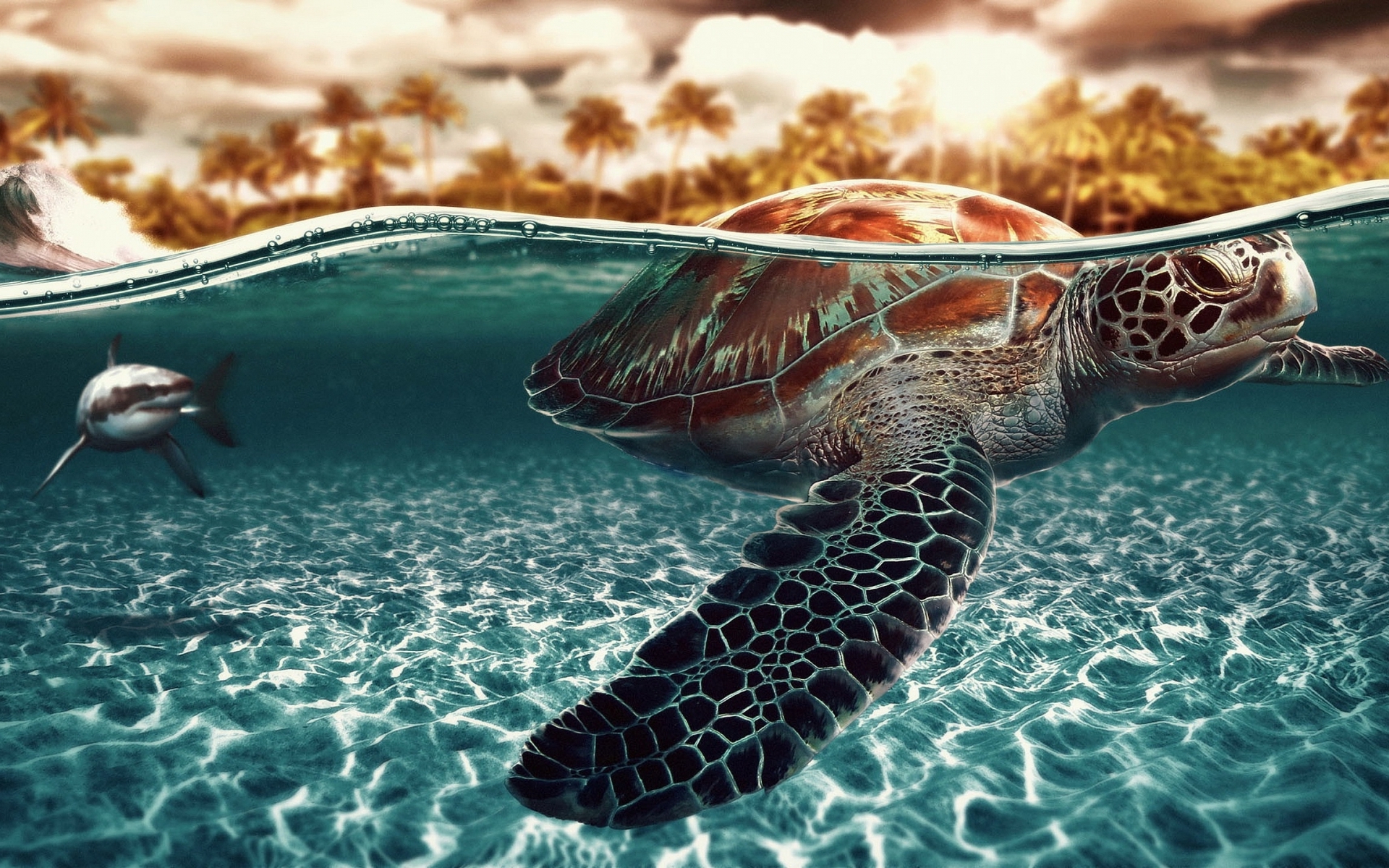 Widescreen Wallpaper Sea Turtle X Kb Jpeg HD