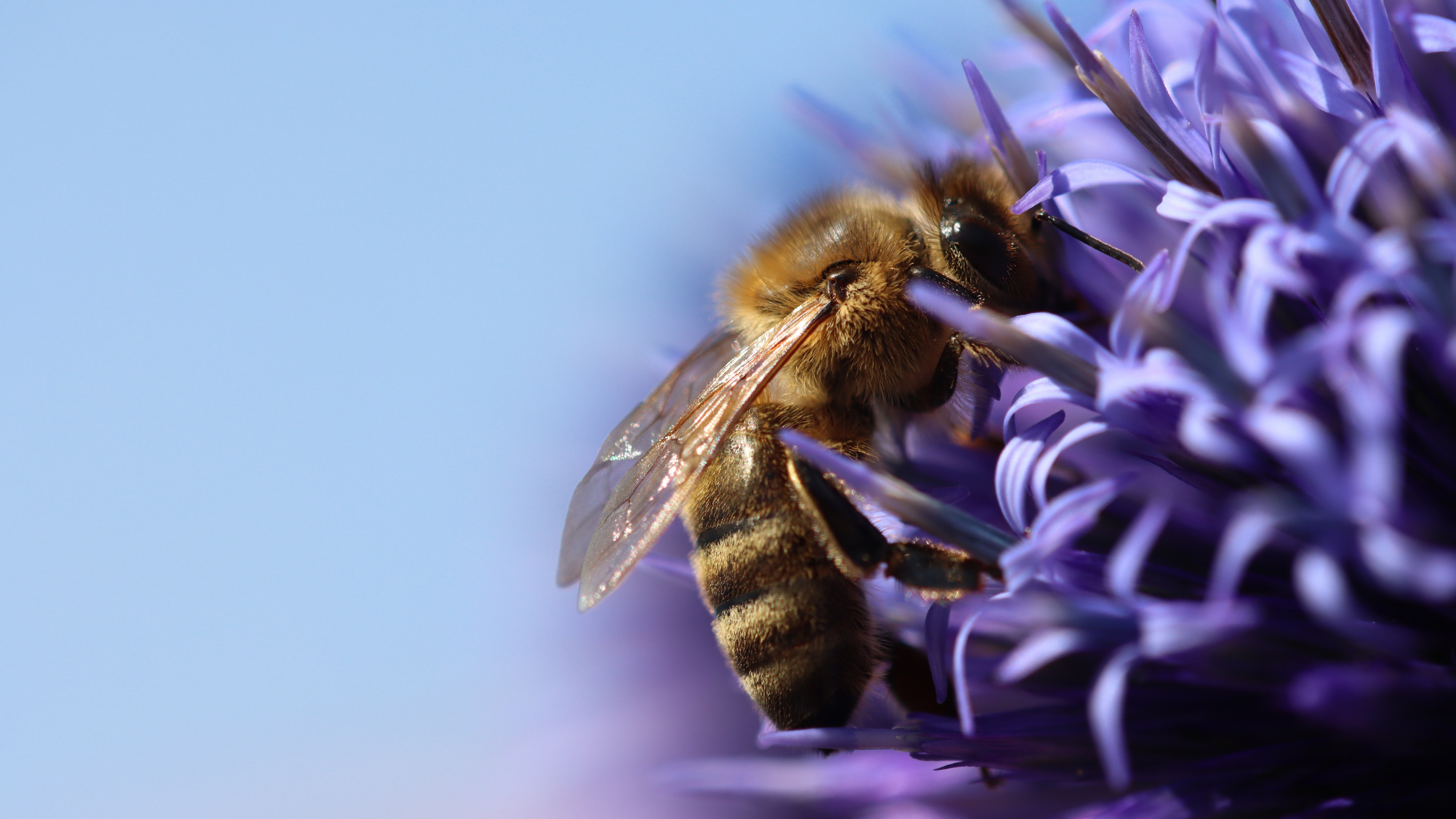🔥 [40+] Bee Wallpapers | WallpaperSafari
