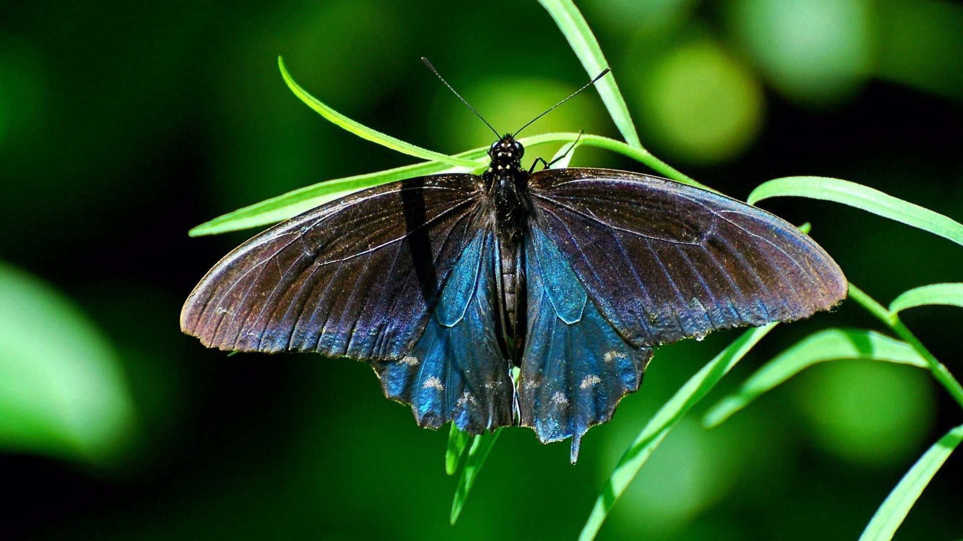 Insects Wallpaper