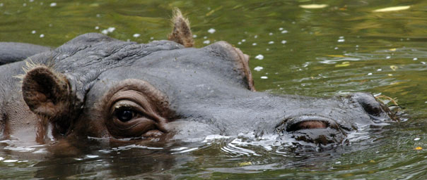 Hippo Wallpaper Picture Photo Animal Pictures