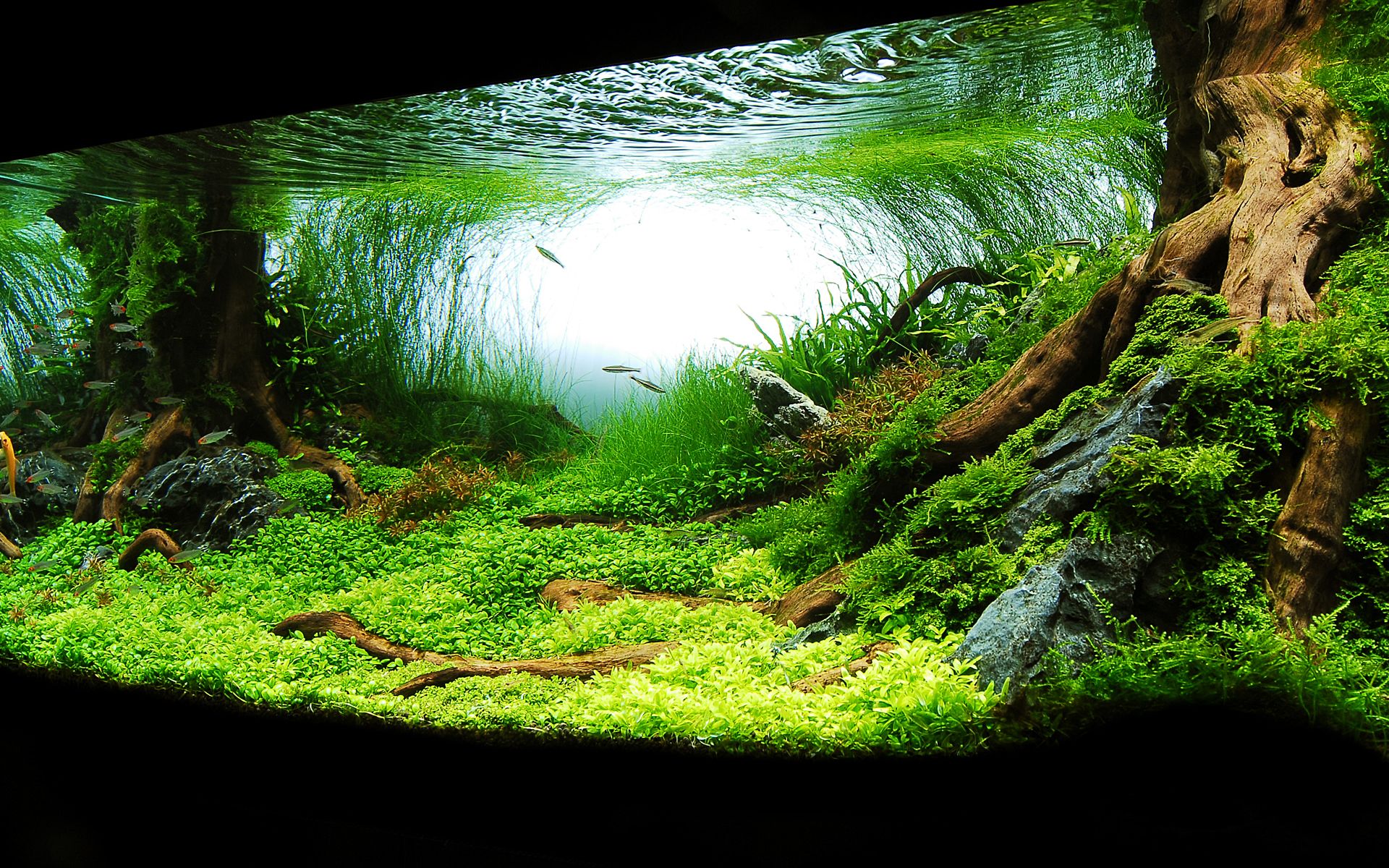 Planted Aquarium Aquascape Background Fish