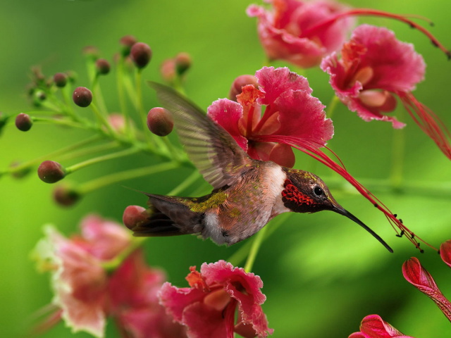 Little Hummingbird Wallpaper And Image Pictures