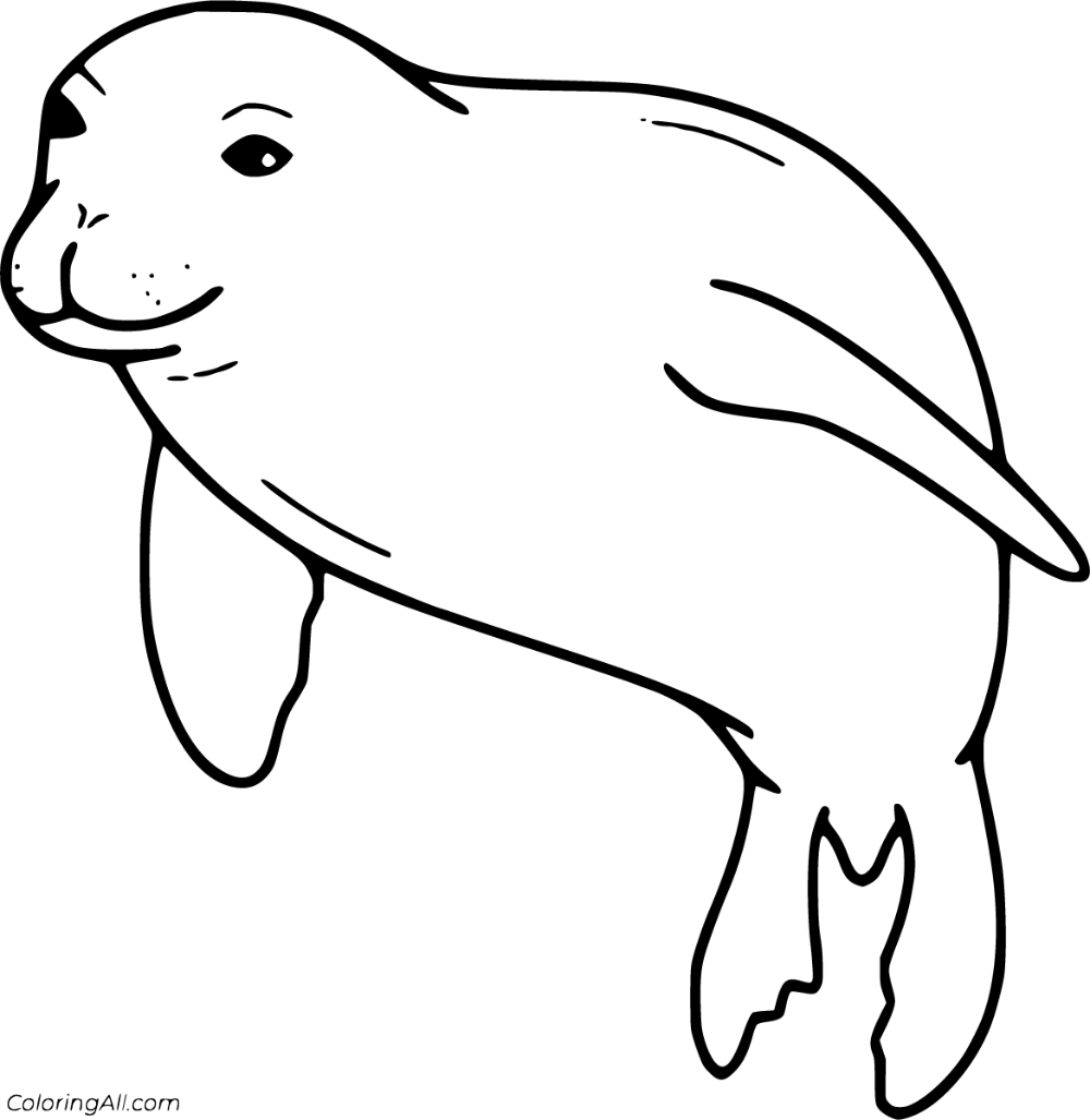 Adorable Monk Seal Coloring S Wallpaper
