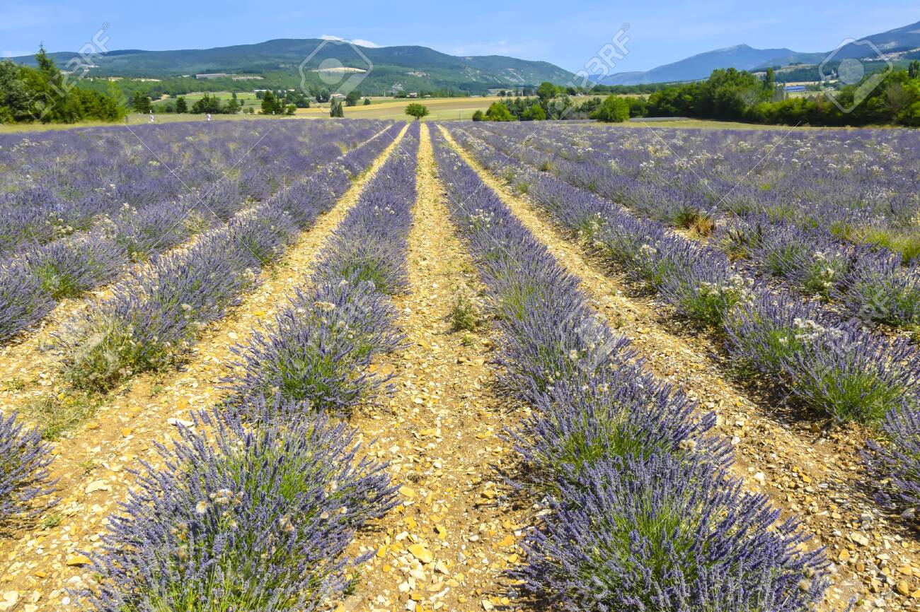 Lavender Fields Of Provence On A Background Mountains Landscape