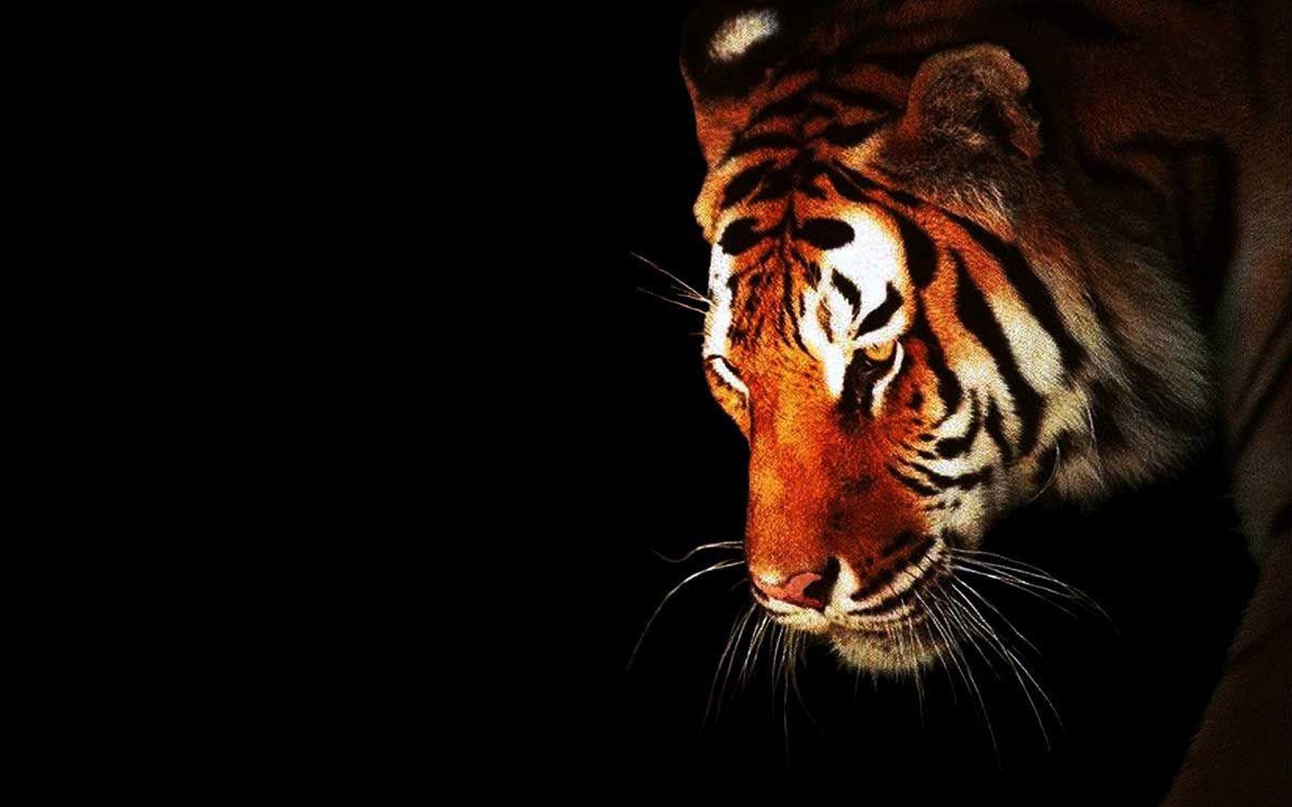 Close-up of a tiger's face against a dark background
