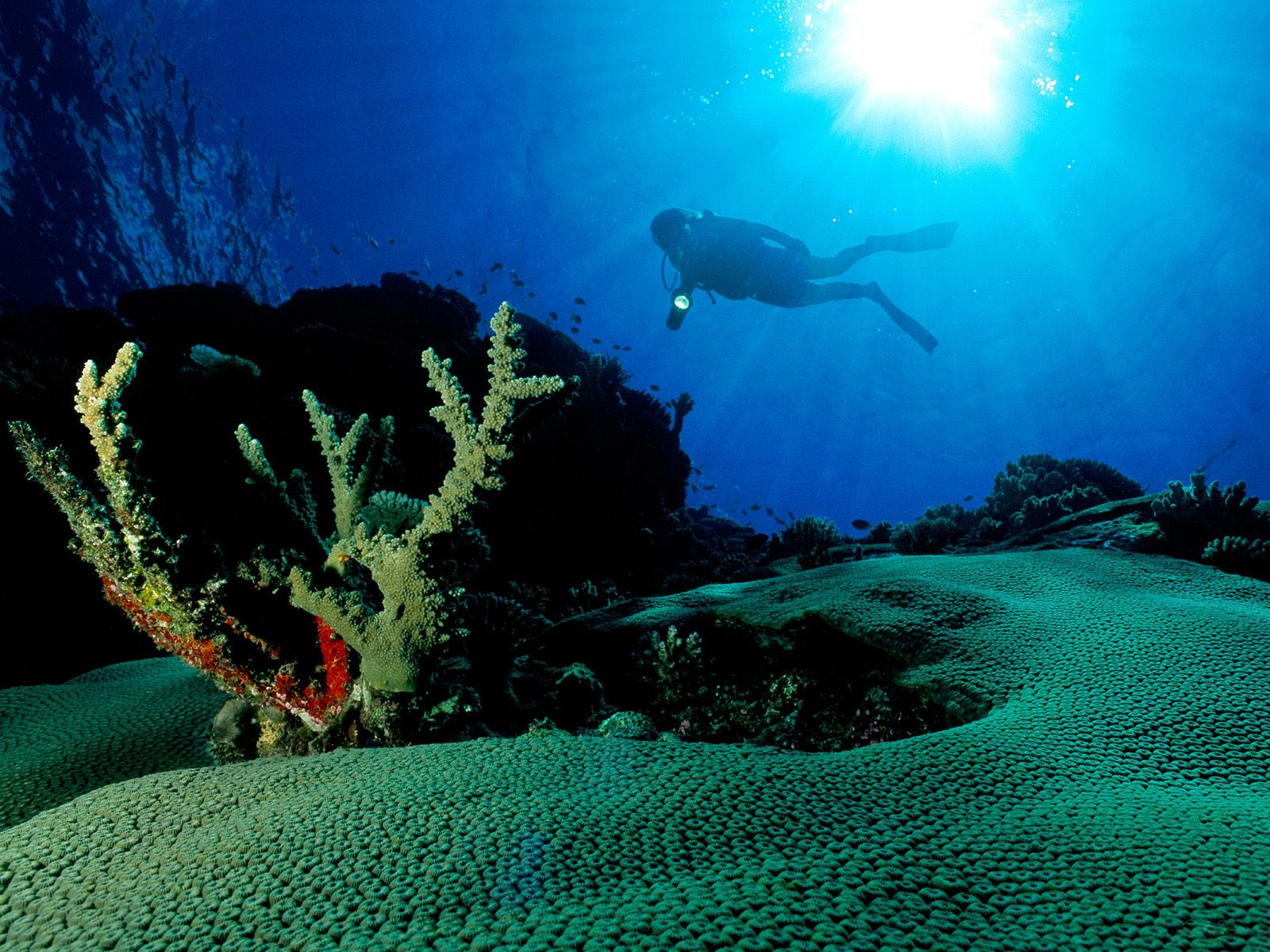 Underwater Wallpaper And Background