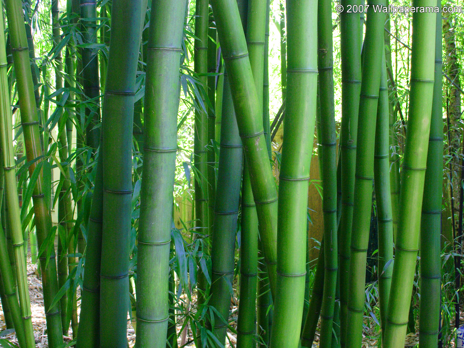 Bamboo Wallpaper HD Background Image Pictures