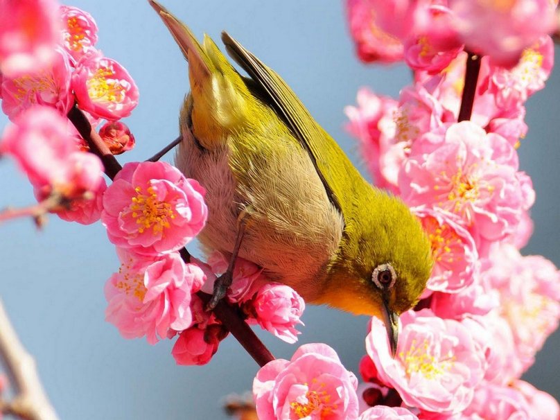 Birds Spring Season Wallpaper
